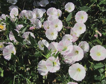 Convolvulus arvensis, veldwinde-10 zaden
