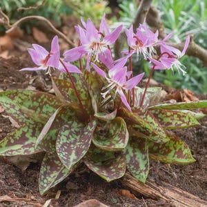 Puede incluir: Primer plano de un grupo de flores rosas y blancas con delicados pétalos y estambres rojos. Las flores se destacan sobre un fondo de hojas verdes y marrones moteadas. La planta está en un jardín.