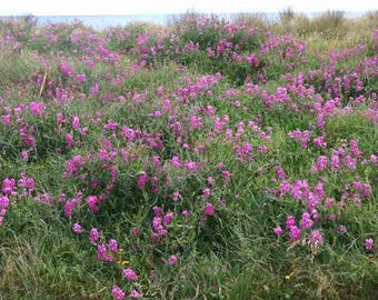 Lathyrus Latifolius - siempreviva - 15 semillas frescas