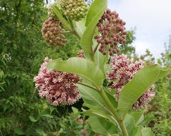 Asclepias Syriaca-Common Milkweed- 20+semi freschi