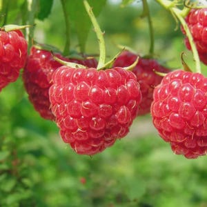 Puede incluir: Primer plano de frambuesas rojas maduras colgando de tallos verdes. Las bayas están agrupadas, mostrando su superficie texturizada. El fondo es verde suave, sugiriendo un entorno natural al aire libre.