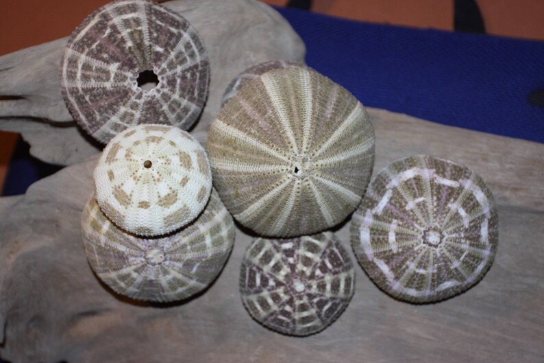 Top Quality Bulk Gator Urchin Shells Diy Urchin Seashell Etsy