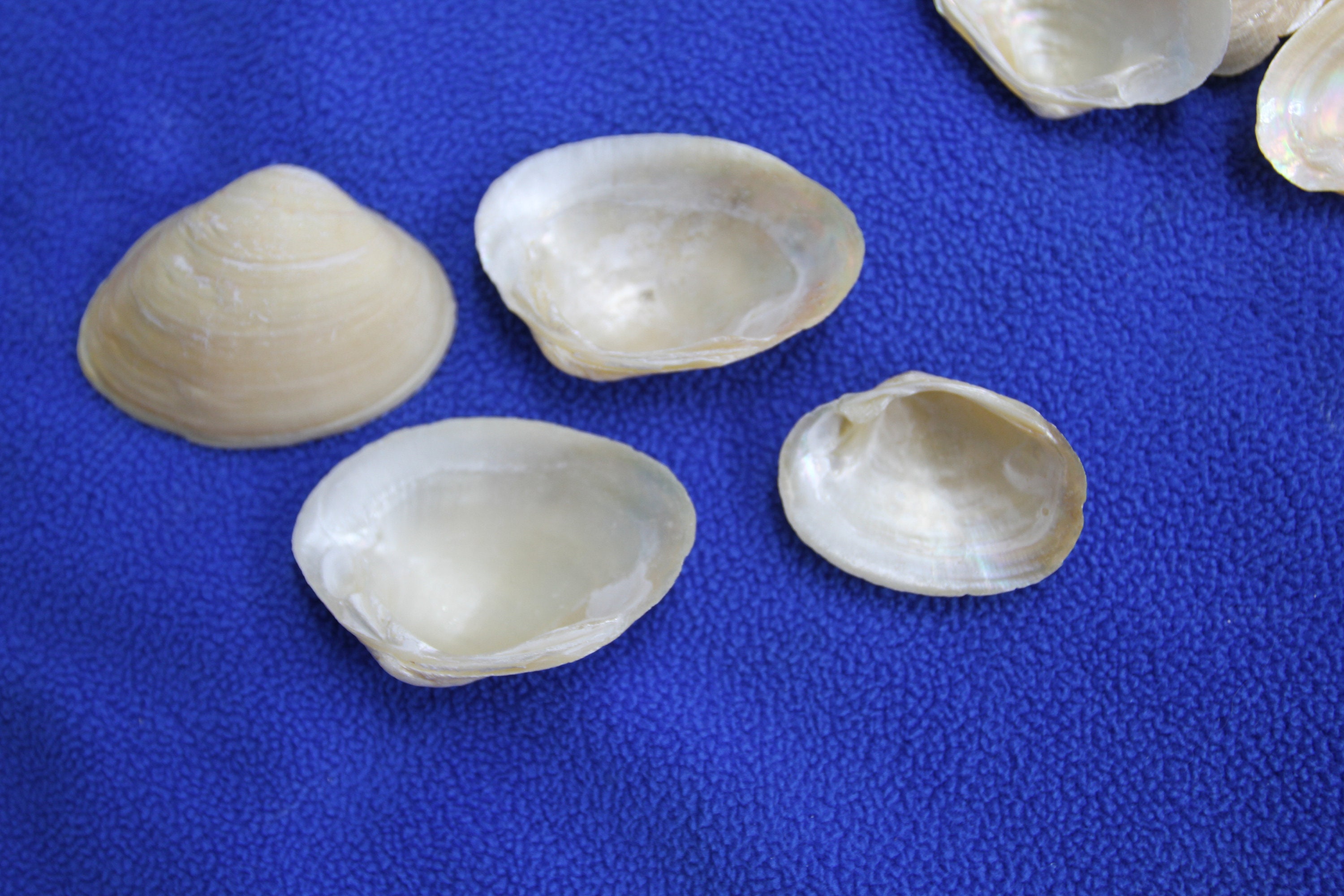 By the Pound Golden Clams Shell Craft Supply Free Shipping Etsy