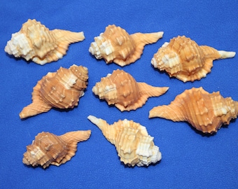 CYMATIUM PYRUM SEASHELLS / Whole Shells / Upscale Craft Supply / Seashell Collection / Sailors Valentines / Mothers Day Gift / ss-17