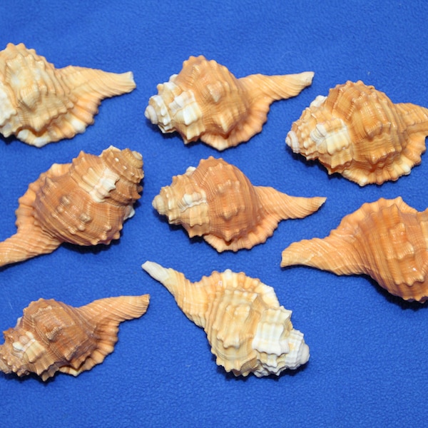 CYMATIUM PYRUM SEASHELLS / Whole Shells / Upscale Craft Supply / Seashell Collection / Sailors Valentines / Mothers Day Gift / ss-17