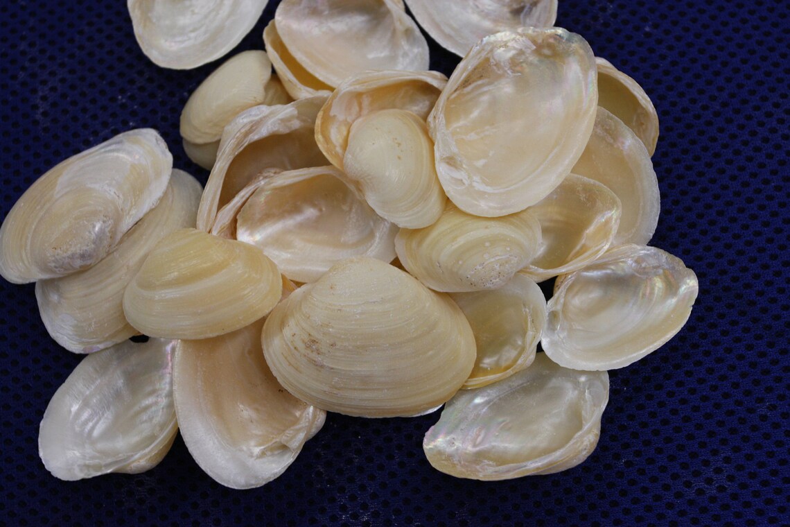 Bulk Golden Clams 1 1/4 to 1 1/2 Golden Clam Etsy
