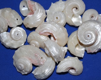 Delpinulas, Pearly White, Pre Drilled, Jewelry Craft Seashells, Free Ship SS-16