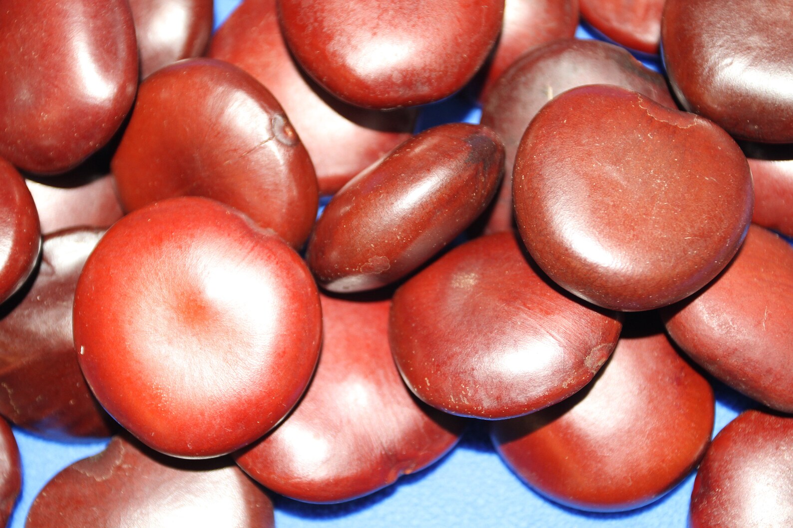 Lucky Sea Beans shell craft and beach decor free ship ss18 Etsy