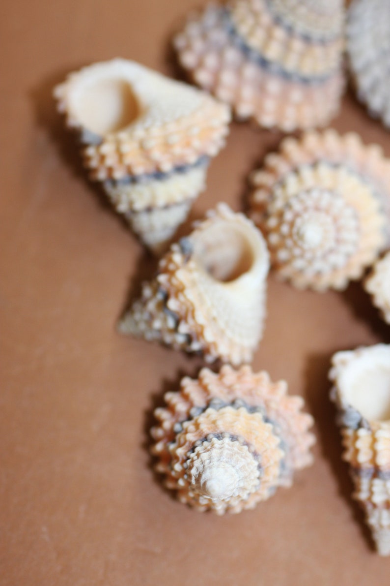 Small Cone Shaped Seashells 5/8 inch Shipping Included 233 Etsy