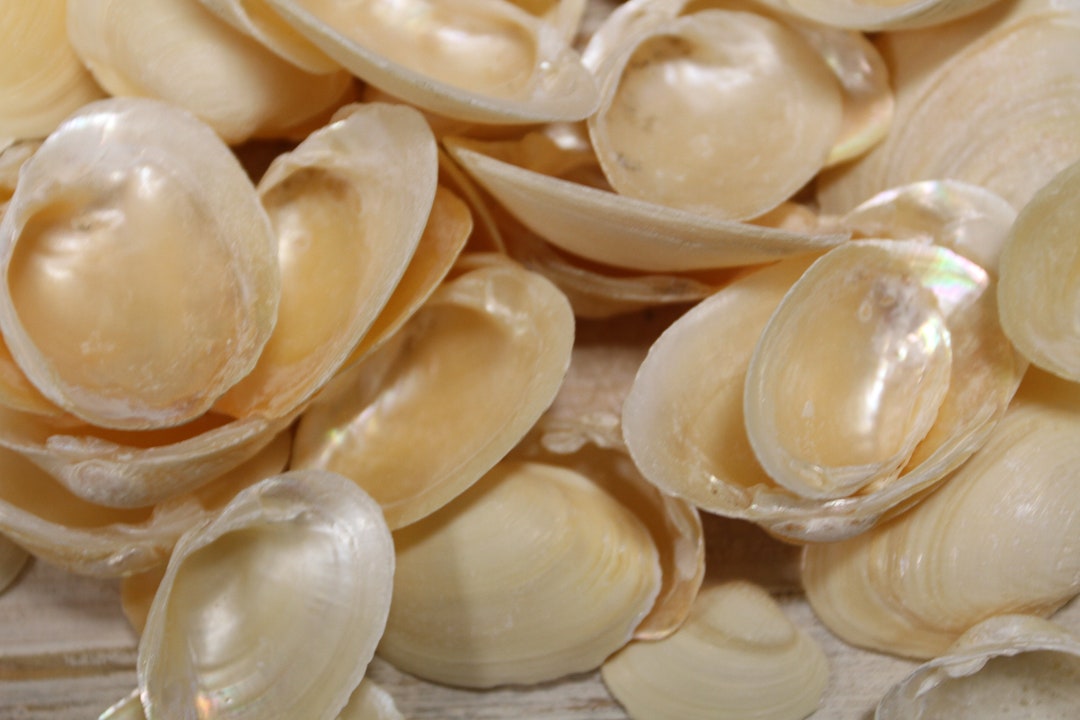 Bulk by the Pound Golden Clams Craft Seashells Free Ship Etsy
