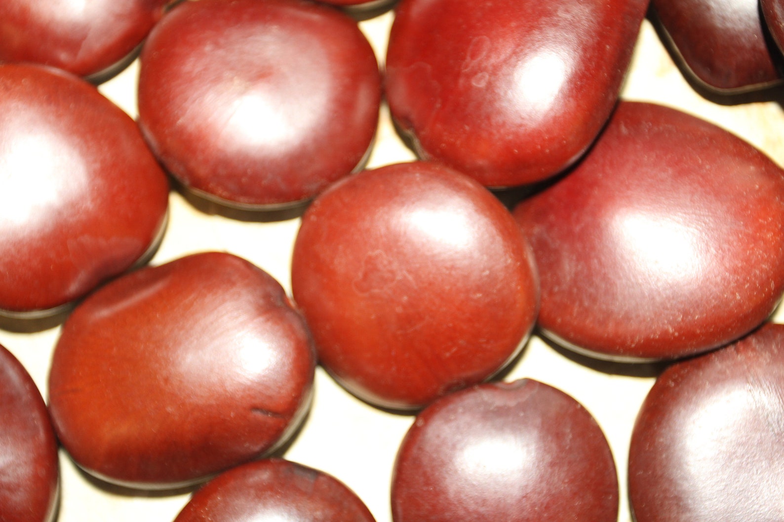 Lucky Sea Beans shell craft and beach decor free ship ss18 Etsy