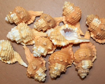 CYMATIUM PYRUM SEASHELLS / Med-Large Shells / Upscale Craft Supply / Seashell Collection / Seashell Display / Mothers Day Gift / ss-17