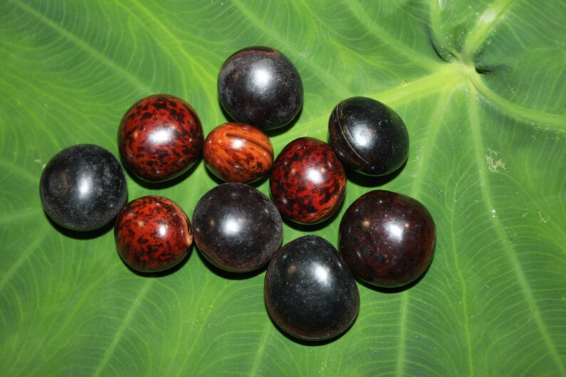 talisman HAMBURGER SEA BEANS deers eye beans sea beans free shipping brown hamburger sea beans Ojo De Vaca natural 100