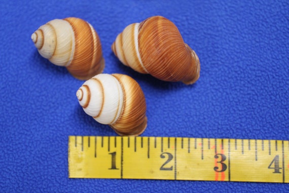 Nerite Snail Sea Shell Mix - Assorted Nerties - Sea Shells - Craft