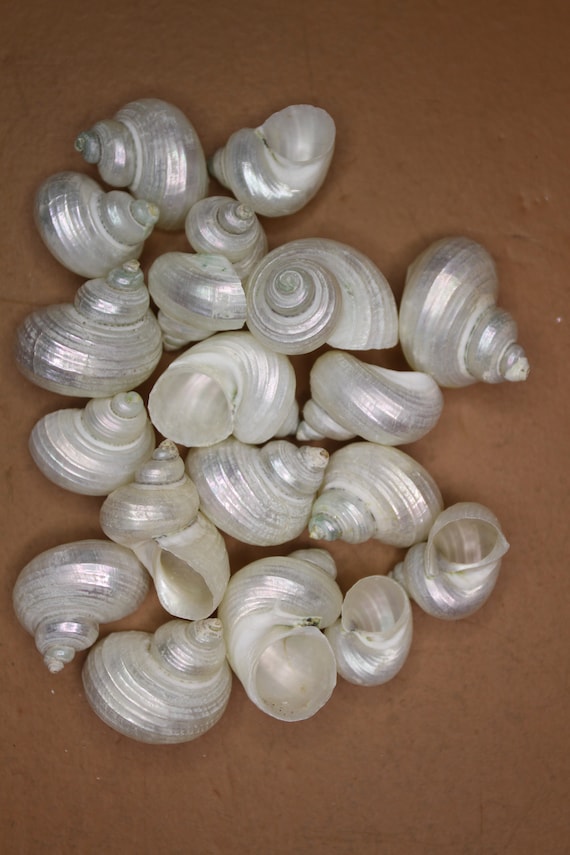 Turbo Bruneus, Pearled, Shiny White Wedding Seashells, Florist Supply,  Whole Seashells, Craft-jewelry Sea Shell Supplies Ships Free SS-286 -   Canada