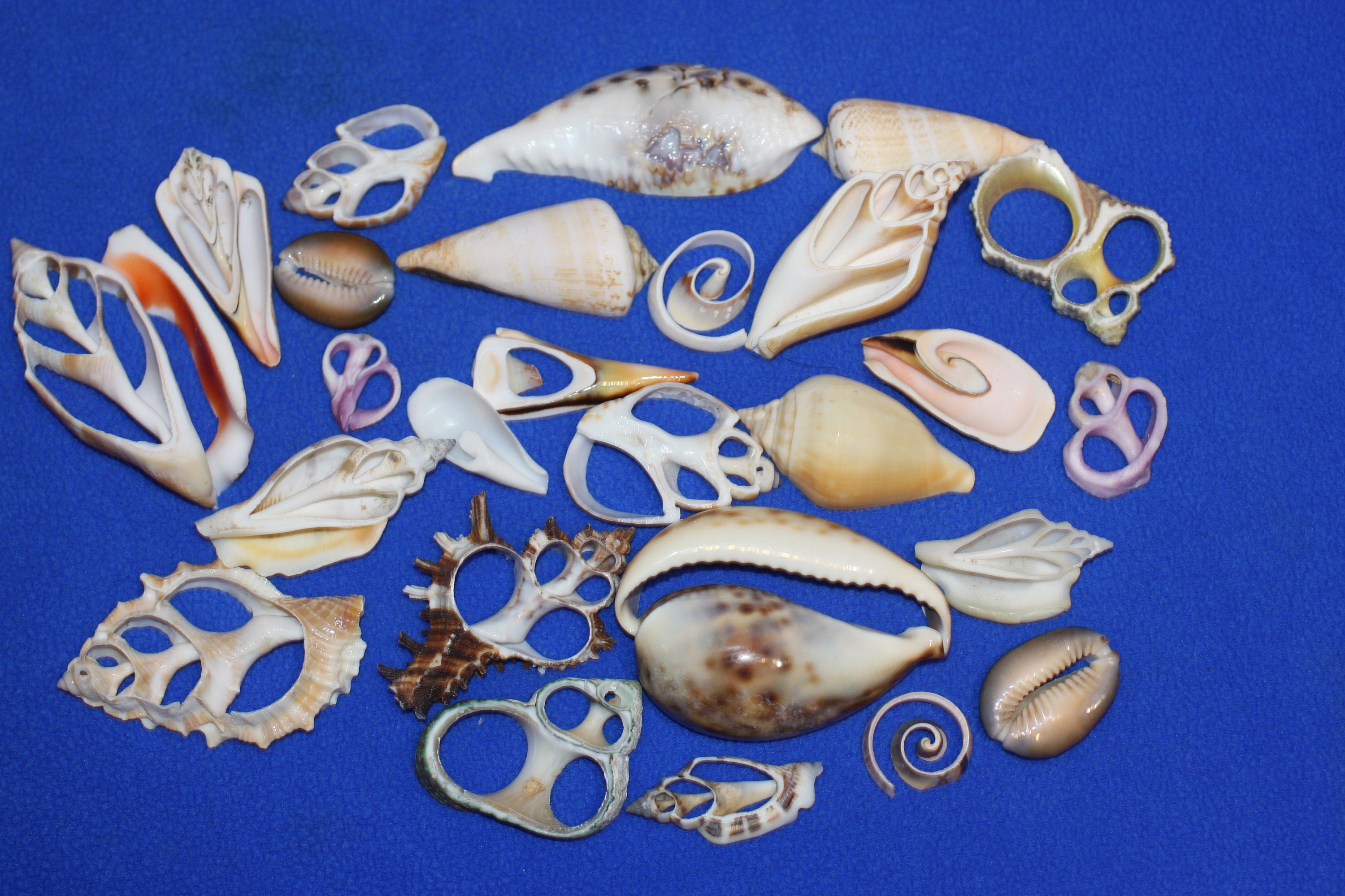 3/4 5 Assorted Sliced Cut Shell SeaShells CS1 Etsy
