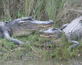 Louisiana Swamp Gators Wall Art, Free Shipping, Bayou photography, Louisiana Gators, Alligators, Austin Signed Photograph