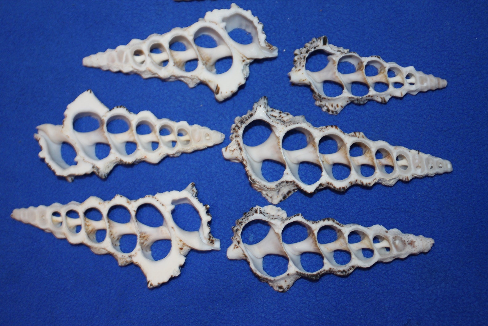 Knobby Cerithium Crafting Shells Center Cut Sea Shells 2 | Etsy