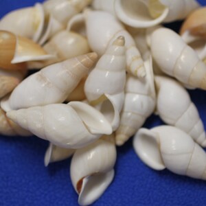 Capiz Shells - Placuna placenta - (10 shells approx 2 inches - Round Cut)