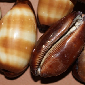 Cypraea Talpa (Mole) Cowry -Limited Stock- Free Ship SS-35