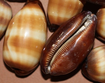 Cypraea Talpa (Mole) Cowry -Limited Stock- Free Ship SS-35