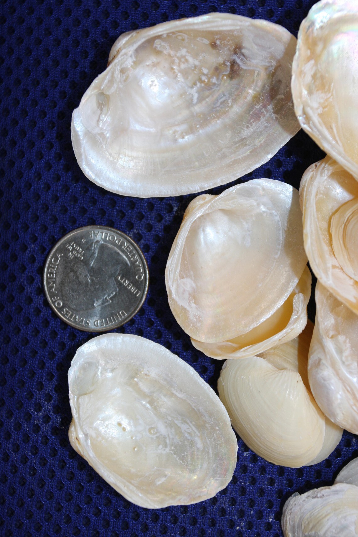Bulk Golden Clams 1 1/4 to 1 1/2 Golden Clam Etsy