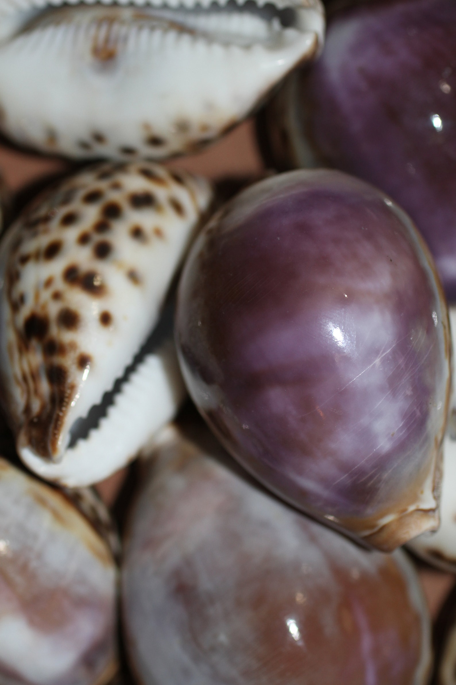 Purple Top Tiger Cowry Sea Shell Free Ship SS-34 | Etsy