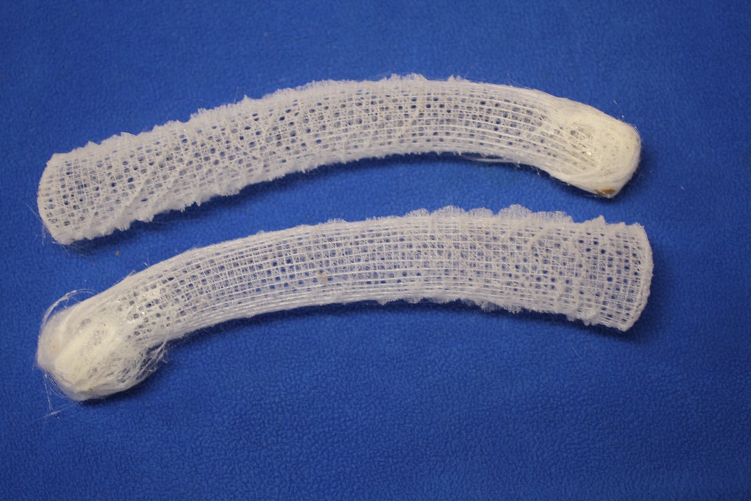 Venus Flower Basket, Collectible Sea Life Sea Sponge, Free Ship SS125