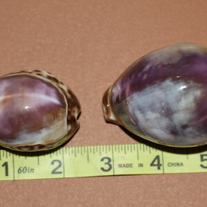 Purple Top Tiger Cowry, Sea Shell, Free Ship SS-34 - Etsy