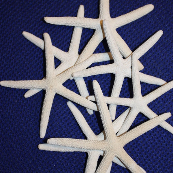 Odor Free Bleached White Preserved Starfish 3" - 4 1/2", No smell ready to use from starfish craft projects, top quality