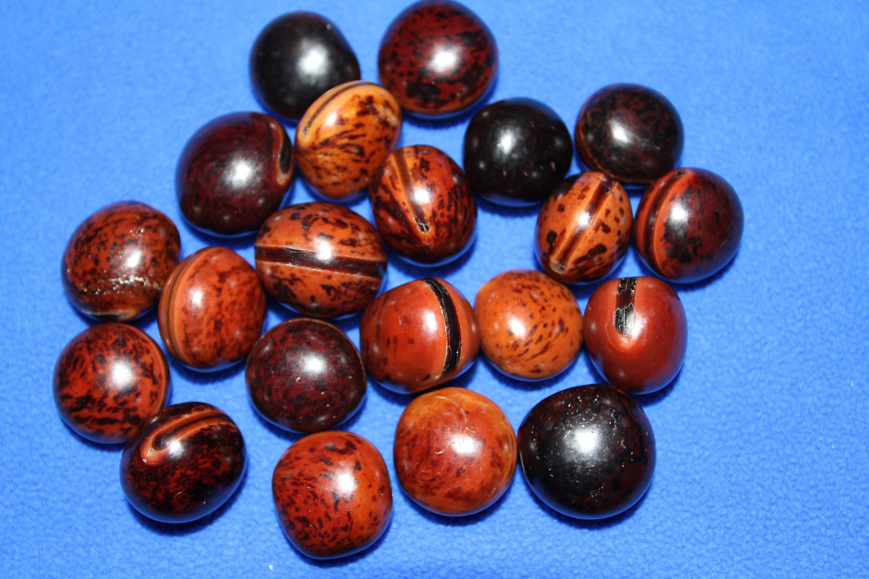 Hamburger Sea Beans Wedding Favors Free Ship SS19 Etsy