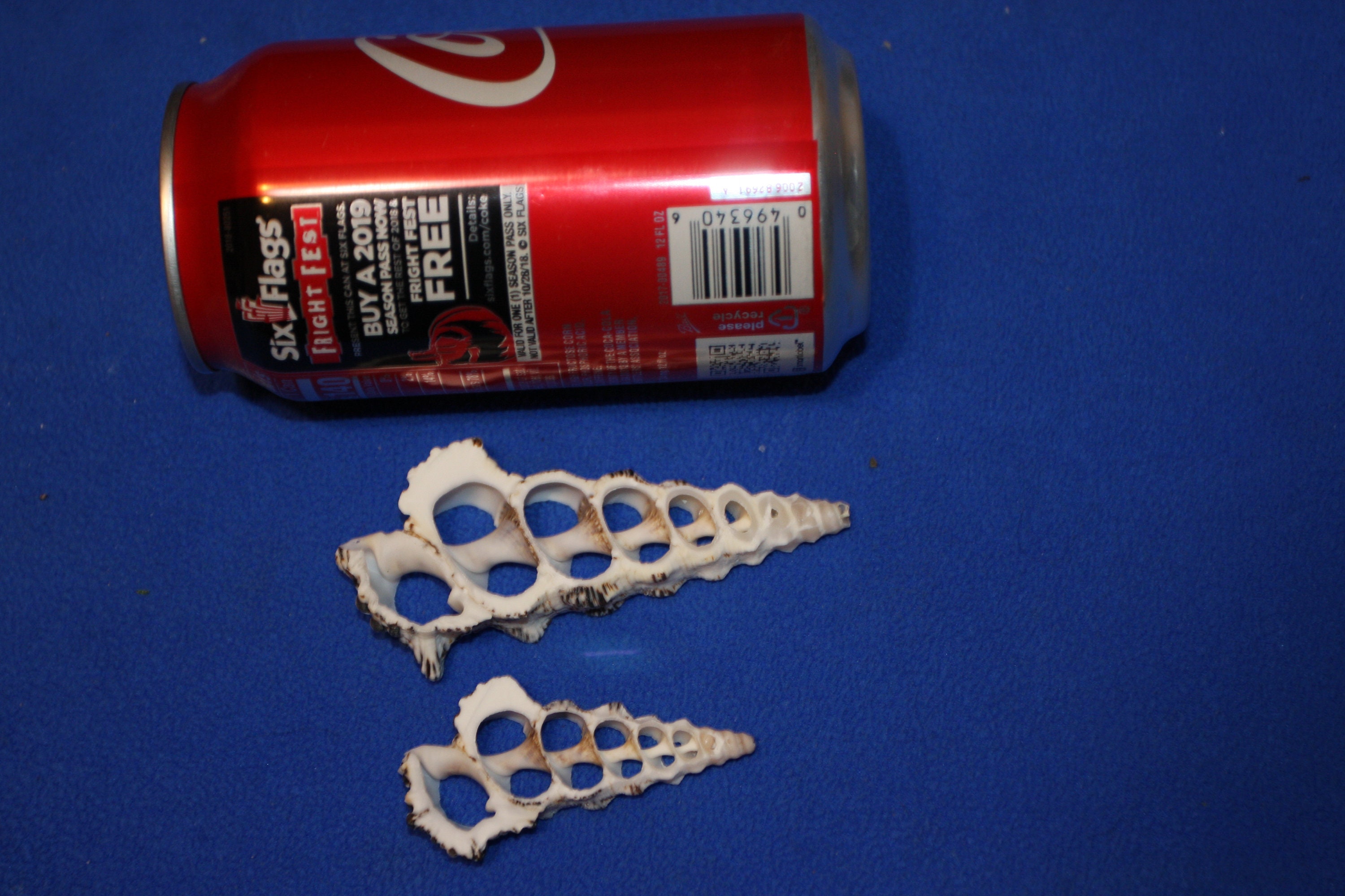 Knobby Cerithium Crafting Shells Center Cut Sea Shells 2 | Etsy