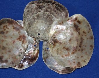 DRILLED, Large Saddle Oysters Craft Seashell, Free Ship SS-61H