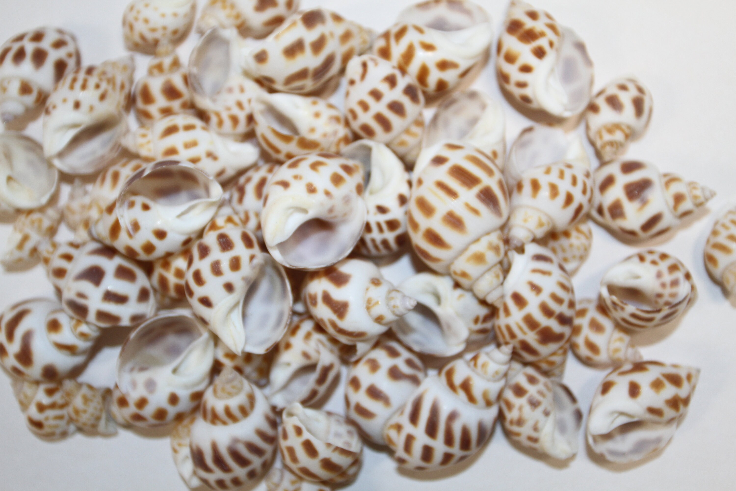 36 Small Seashells Spiral Seashells Small Natural Shells Beach Shells Mini  Shells for Beach Craft/ Resin/art Crafts/diy/jewellery/ Epoxy 