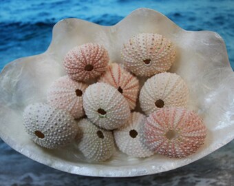 20pc  Pink Sea Urchins, Pink Sea Urchins Wedding Favors, Ships Free, SS-62