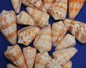 175pc Special Order - Conus Tesselatus, Small Cone Seashell, Orange And White LIMITED QUANTITY Free Ship SS-133