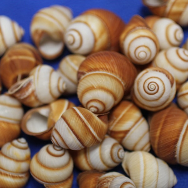 Live Land Snails Etsy