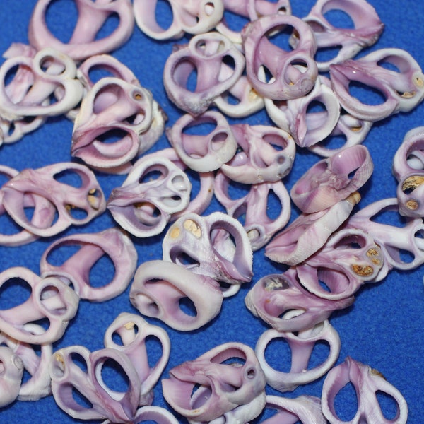 Purple Cebu Center Cut Sea Shells 3/4"- 1'' Craft Supplies  Jewelry Making, free shipping CS-13