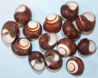 Beach Bridal Bouquet Supply, Brown And White Land Snails, Roissya Shells, Ships Free SS-243