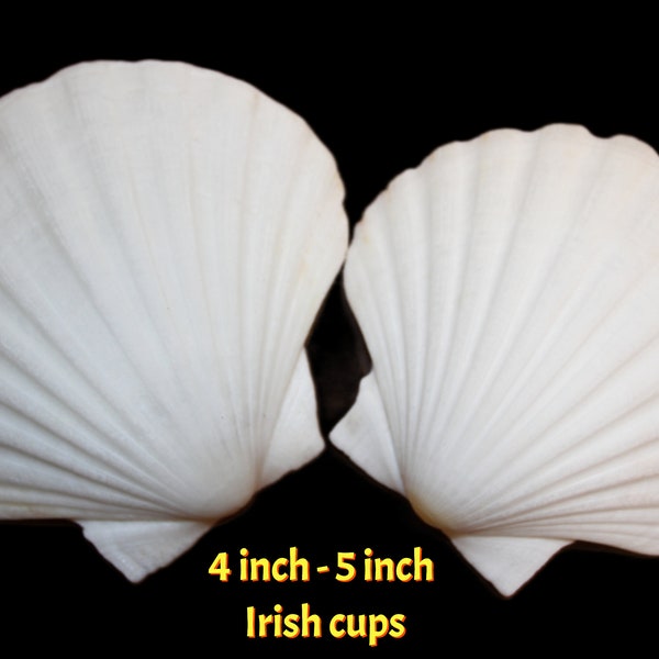 4 Inch - 5 Inch Scalloped Irish Cups, Seashell Craft Supply, Ships Free SS-239