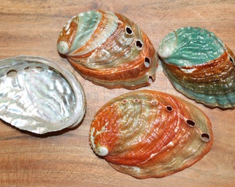 KOREAN ABALONE SEASHELLS / Mothers Day Gift / Crafts Supplies / Jewelry Supply /Sailor Valentines / Beach /  Coastal / Island  Decor ss-427