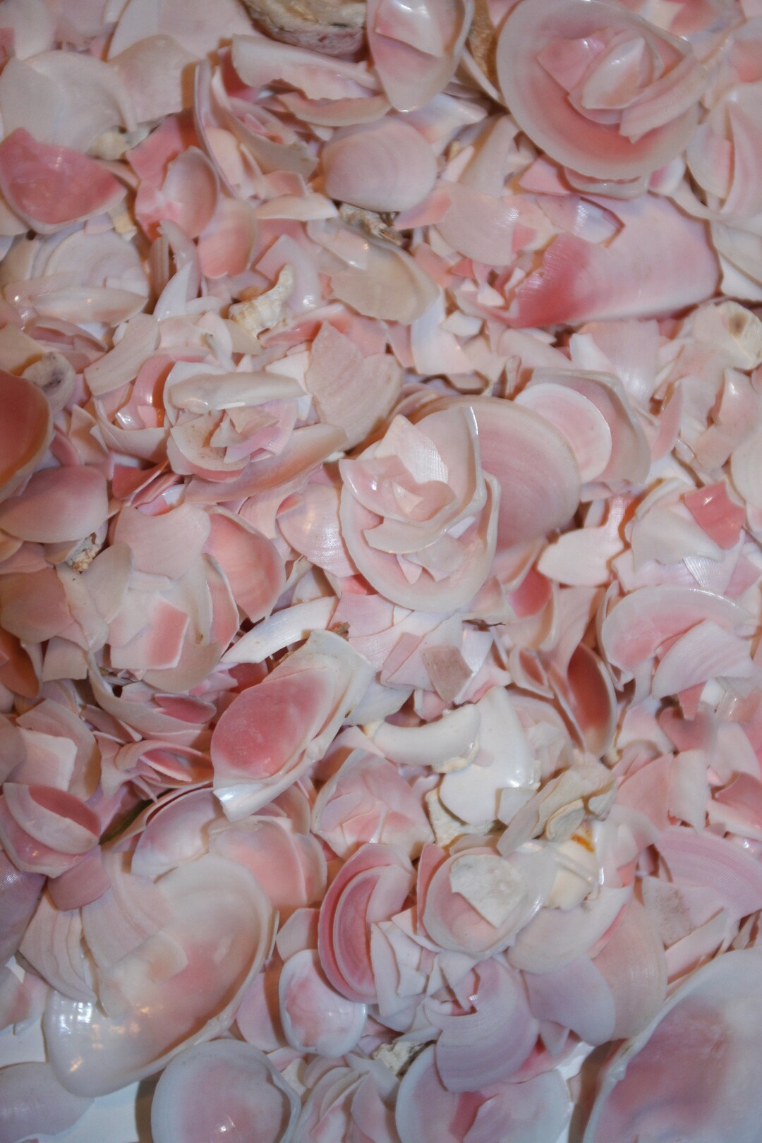 SMASHED, Rose Cup Seashells,shell Craft, Beach Art,background Material ...