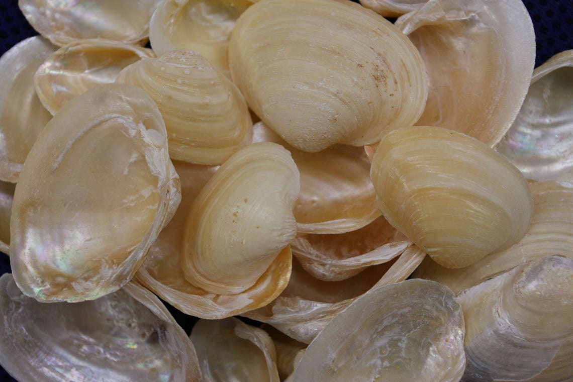 Bulk Golden Clams 1 1/4 to 1 1/2 Golden Clam Etsy