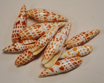 Large Orange Spotted Mitra Mitra, 3" - 4" Whole Shell,  Seashell Crafts, Ships Free SS-209