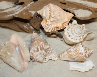 Hawking Seashells -  Craft Supply - Sailors Valentines - Home Decoration - Jar Stuffers-Crafts- Beach Decor- Conch- Shell Collection-SS-351