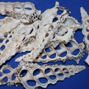 Knobby Cerithium Crafting Shells Center Cut Sea Shells 2 1/2 4 ...