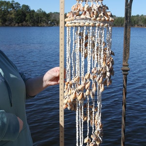 Large Chunky Seashell Wind Chime. Natural Shells, Free Ship G-22