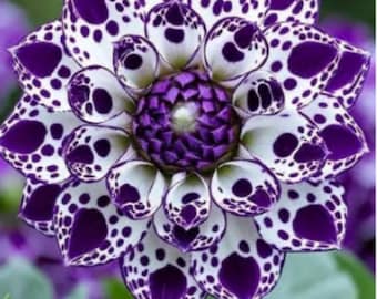 Dahlia Edinburgh | Summer Flower Bulbs | Drinagh Garden Centre Dahlia Edinburgh | Summer Flower Bulbs | Drinagh Garden Centre