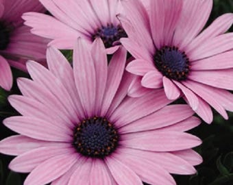 Semillas de Osteospermum rosa – Margarita africana perenne, flores de jardín vibrantes para macizos y macetas.