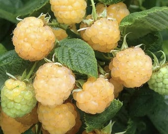 Nasiona maliny złotej – roślina pnąca do domowych ogrodów w USA